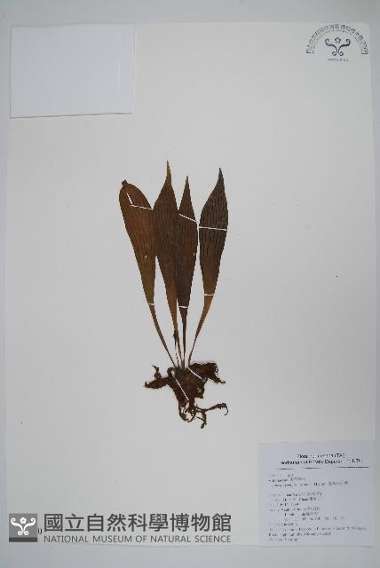 臺灣車前蕨藏品圖，第1張