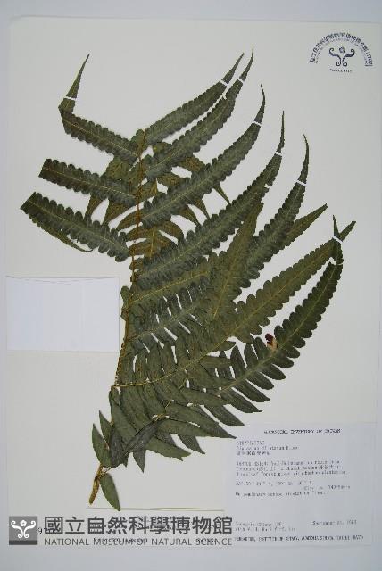 毛柄短腸蕨藏品圖，第1張