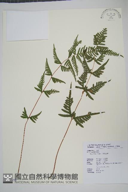 天草鳳尾蕨藏品圖，第1張