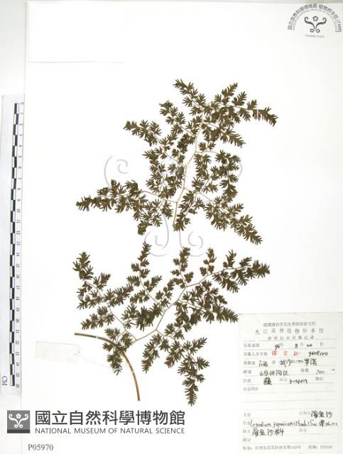 海金沙藏品圖，第1張