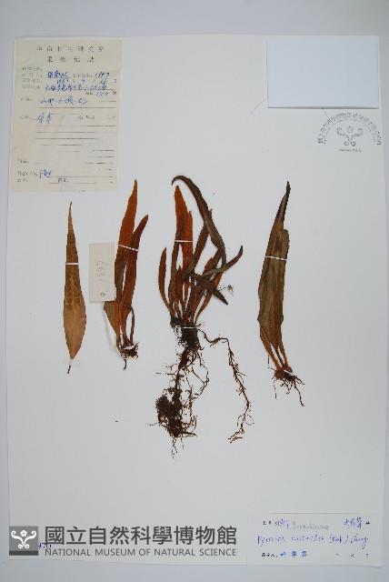 Accession Number:P004970 Collection Image, Figure 1, Total 2 Figures