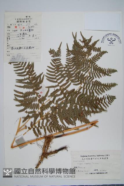 傅氏鳳尾蕨藏品圖，第1張