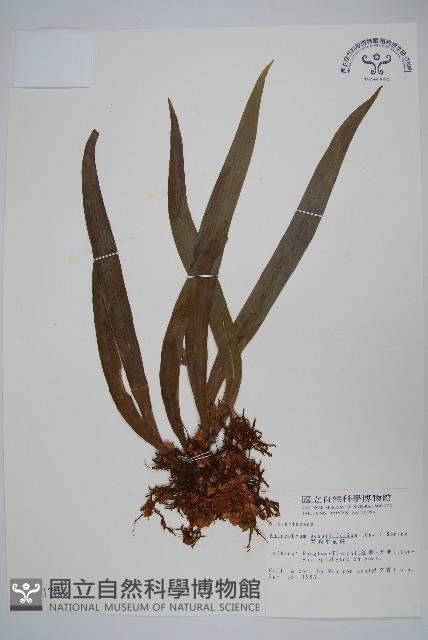 蘭嶼車前蕨藏品圖，第1張