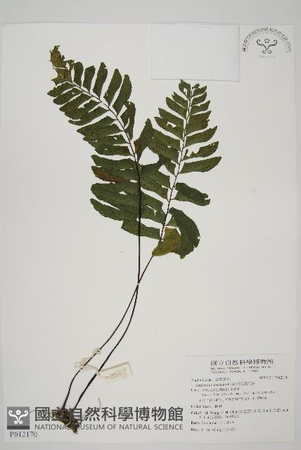 剪葉鐵角蕨藏品圖，第1張