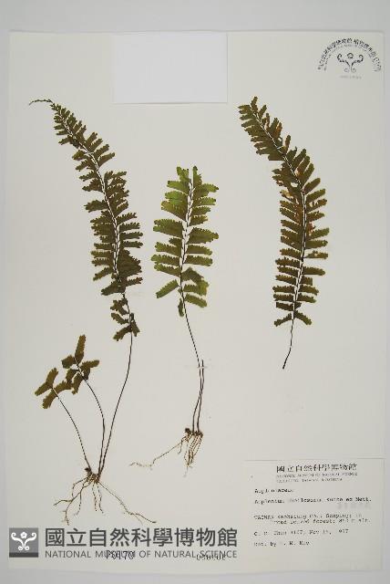 薄葉孔雀鐵角蕨、邊孢鐵角蕨藏品圖，第1張