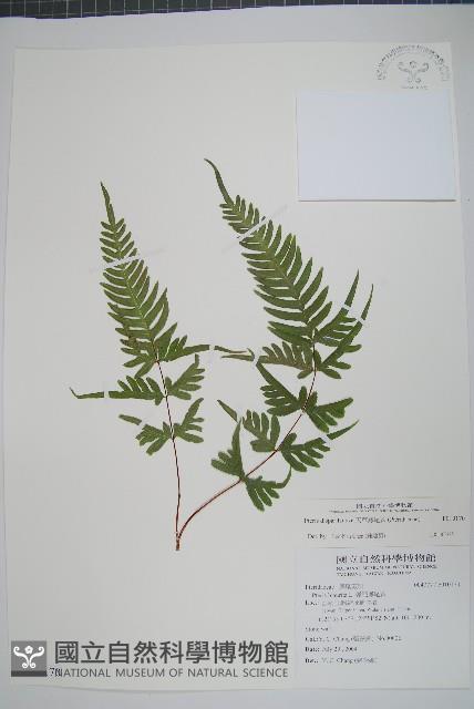 天草鳳尾蕨藏品圖，第1張