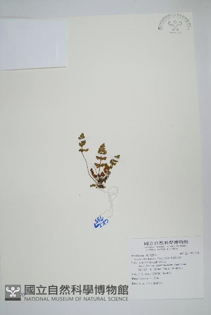 毛碎米蕨藏品圖，第1張