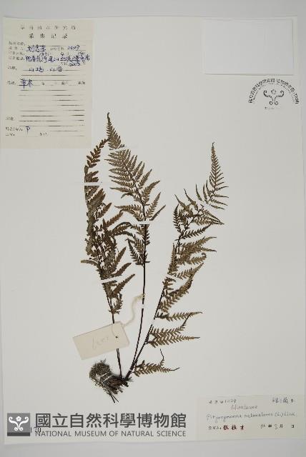 粉葉蕨藏品圖，第1張