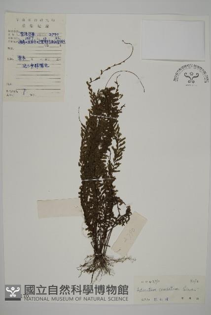 鞭葉鐵線蕨藏品圖，第1張