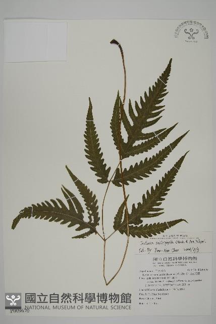 三叉蕨藏品圖，第1張