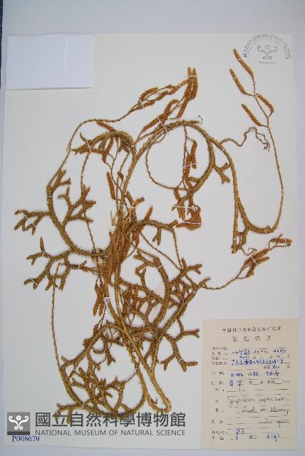 日本石松藏品圖，第1張