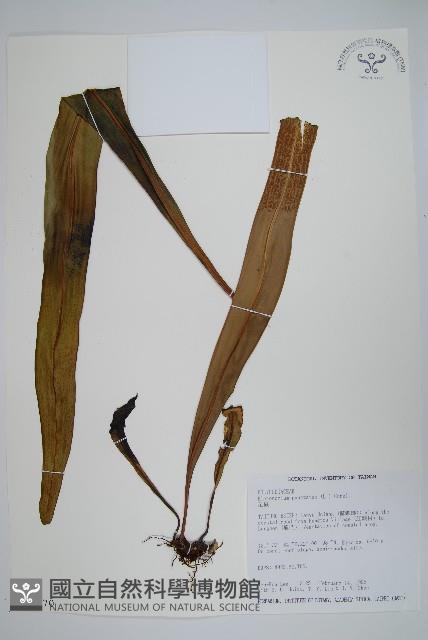 星蕨藏品圖，第1張