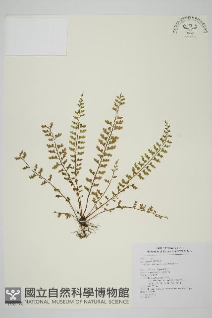 鱗柄鐵角蕨藏品圖，第1張