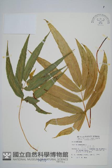 大葉鳳尾蕨藏品圖，第1張