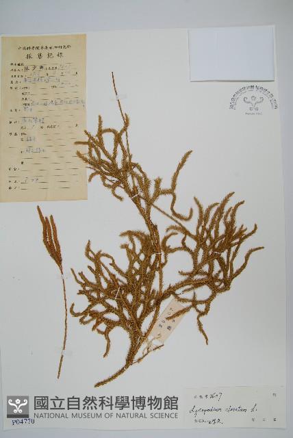 石松藏品圖，第1張