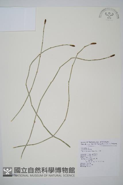 木賊藏品圖，第1張