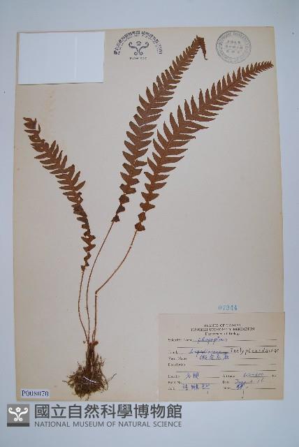 登錄號:P008070藏品圖，第1張