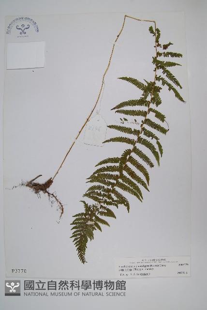 密腺副金星蕨藏品圖，第1張