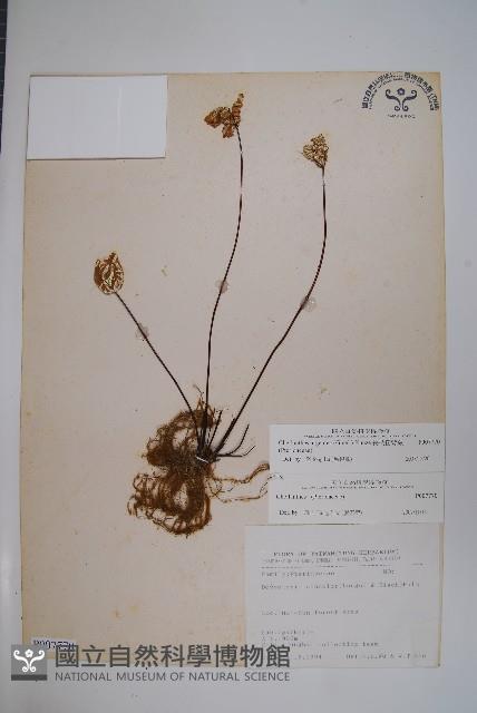 長柄粉背蕨藏品圖，第1張