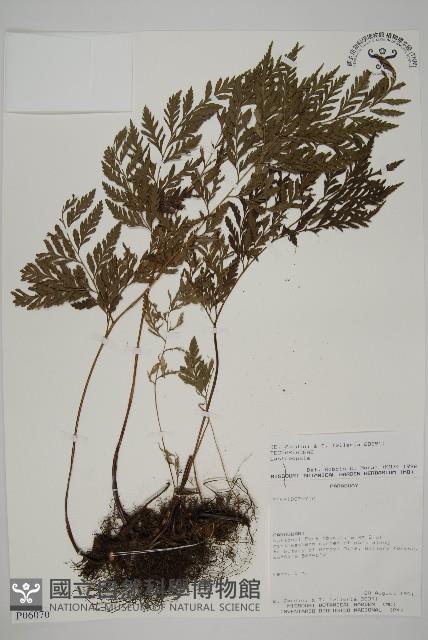 登錄號:P006070藏品圖，第1張