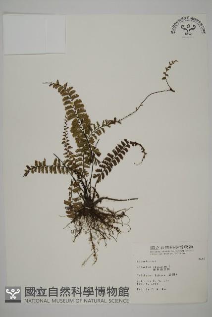 鞭葉鐵線蕨藏品圖，第1張