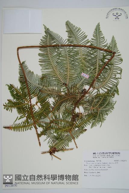 芒萁藏品圖，第1張