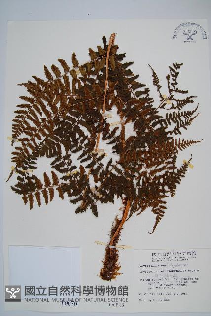 逆鱗鱗毛蕨藏品圖，第1張