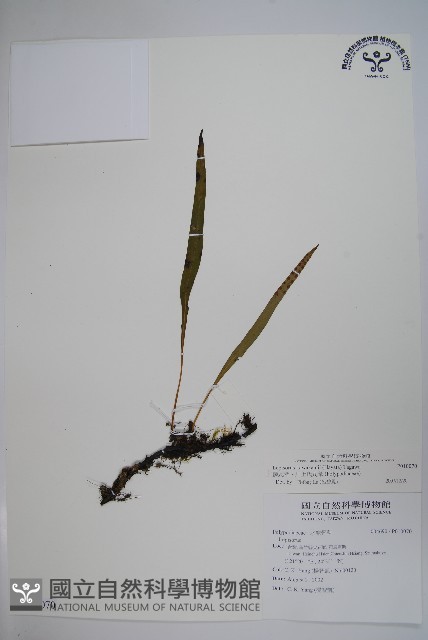 麟瓦葦、川上氏瓦葦藏品圖，第1張