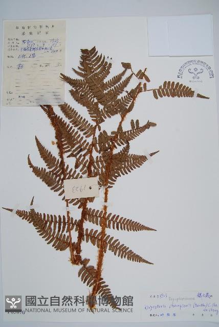 闊鱗鱗毛蕨藏品圖，第1張