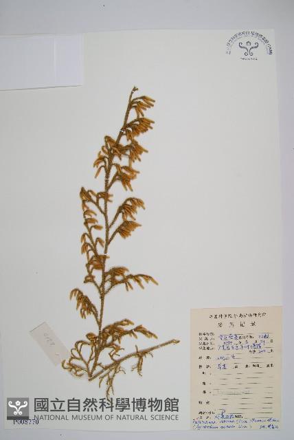 燈龍草藏品圖，第1張