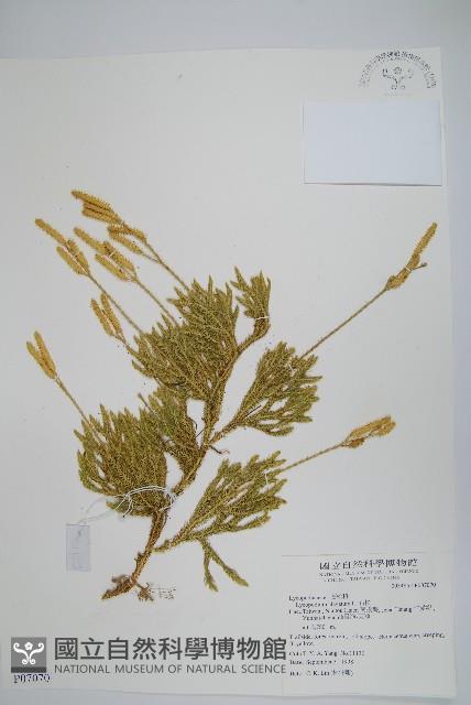 石松藏品圖，第1張