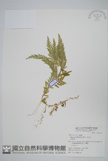 全緣卷柏藏品圖，第1張