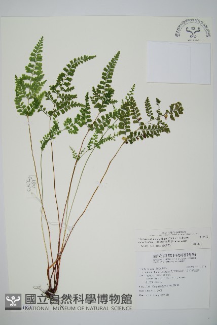 三角葉陵齒蕨藏品圖，第1張