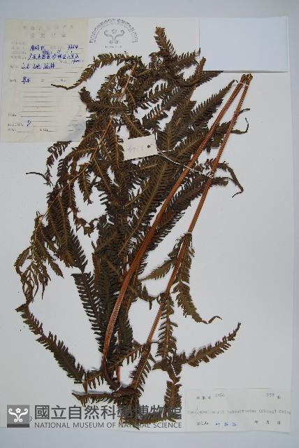普通假毛蕨藏品圖，第1張