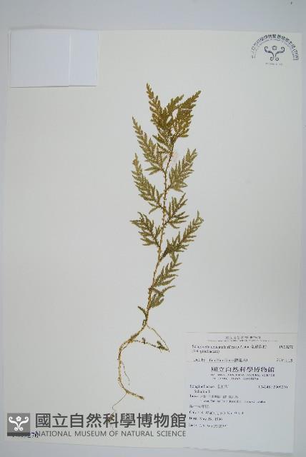 全緣卷柏藏品圖，第1張