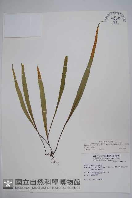 擬烏蘇里瓦葦藏品圖，第1張