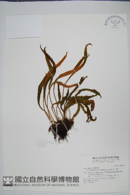 玉山石葦藏品圖，第1張