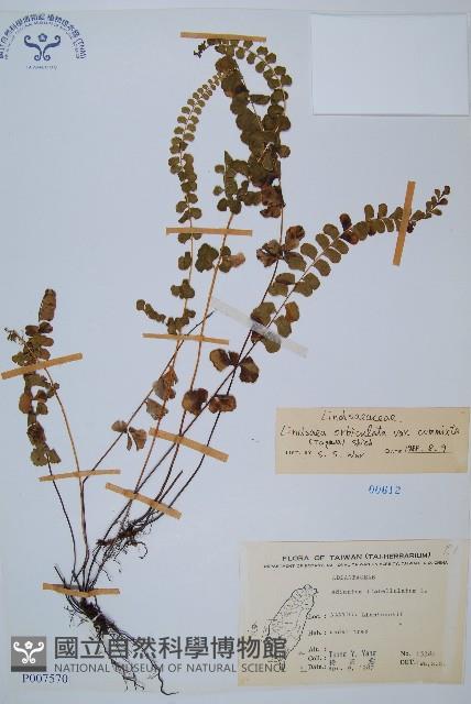 海島陵齒蕨藏品圖，第1張