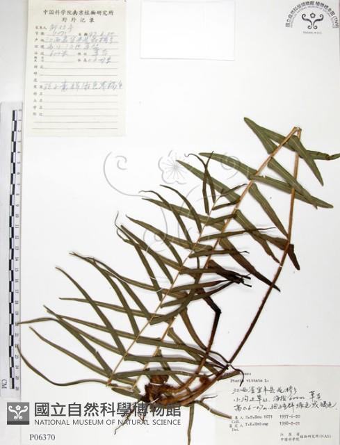 鱗蓋鳳尾蕨藏品圖，第1張