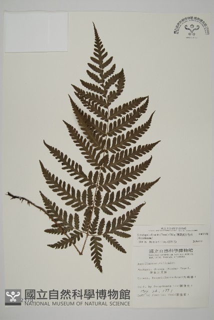 薄葉擬肋毛蕨藏品圖，第1張