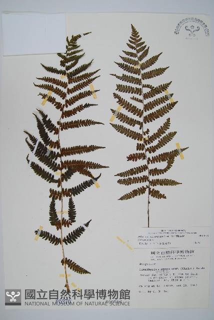 深山蹄蓋蕨藏品圖，第1張