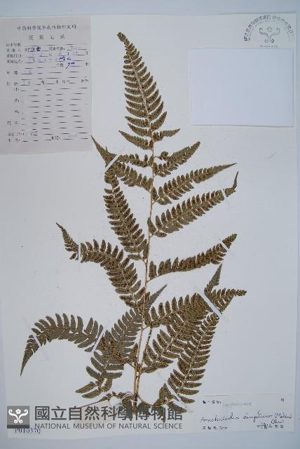 中華複葉耳蕨藏品圖，第1張