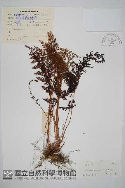 烏蕨藏品圖，第1張