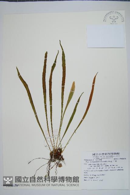 玉山石葦藏品圖，第1張