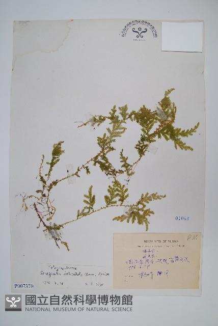 全緣卷柏藏品圖，第1張