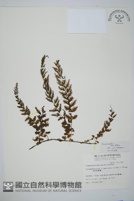 瓶蕨藏品圖，第1張