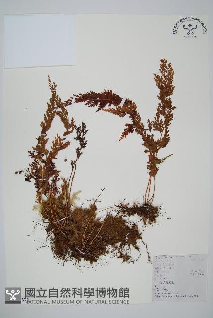 烏蕨藏品圖，第1張