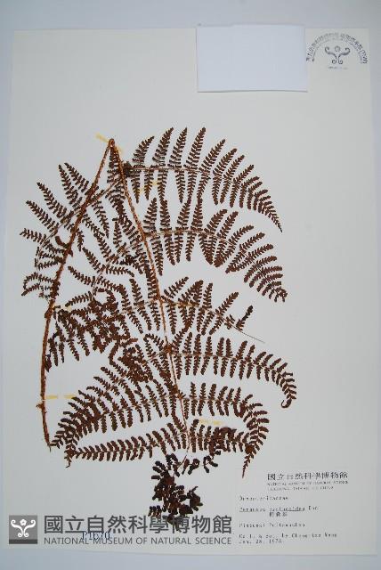 柄囊蕨藏品圖，第1張