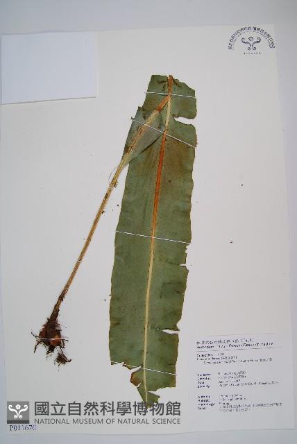 銳頭舌蕨藏品圖，第1張