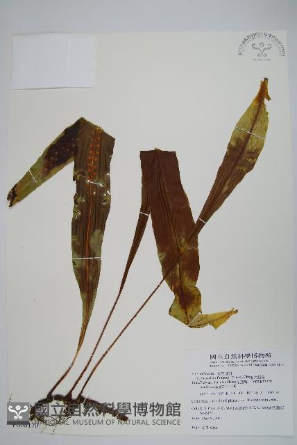 大星蕨藏品圖，第1張